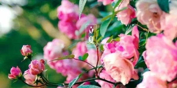 今日<i style='color:red'>立夏</i>丨春藏夏長(zhǎng)，愿你生如夏花，熱烈絢爛,一路芬芳！